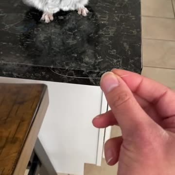 funny|prank|jokes|funny jokes|dad jokes|funny memes|funny video|fun|laughing|funny animal|knock