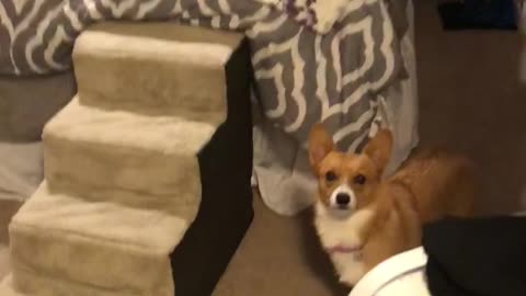 Luna The Corgi Is Afraid Of Balloons