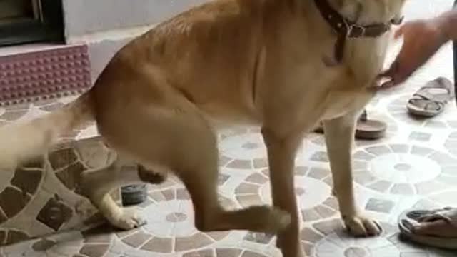 Trick your dog to make him feel like he is scratching himself | funny video