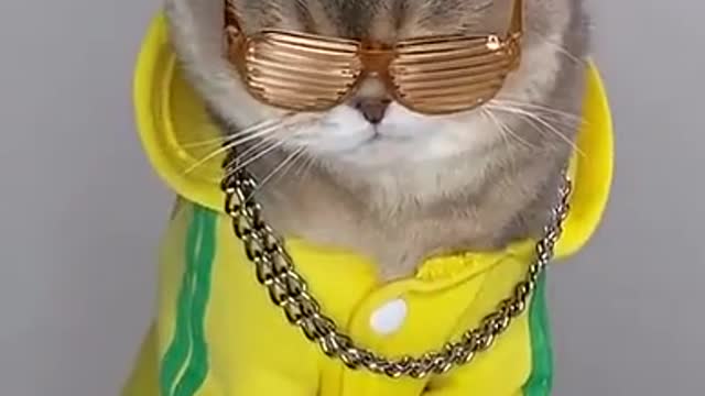 Funny cat 🤣