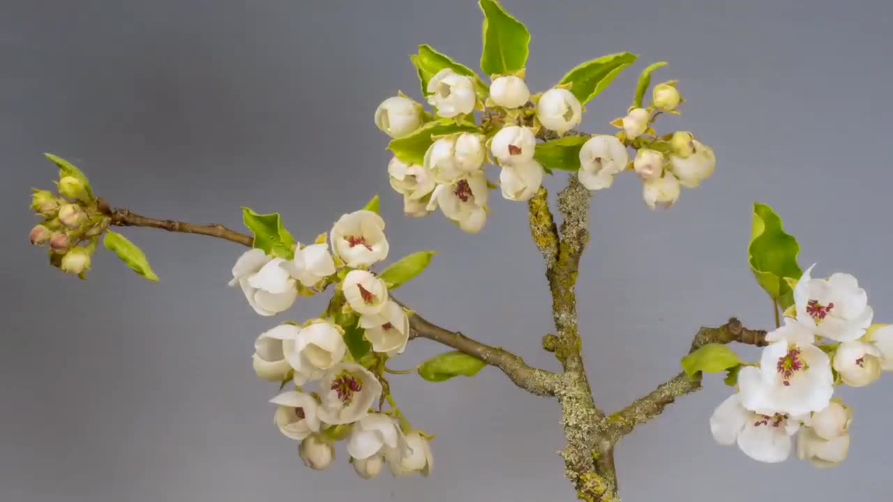 Amazing shot of unique flowers bloowing time in fast motion