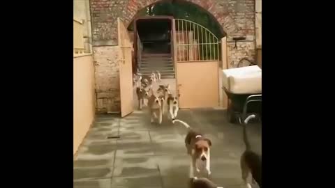 Funny dogs complitation