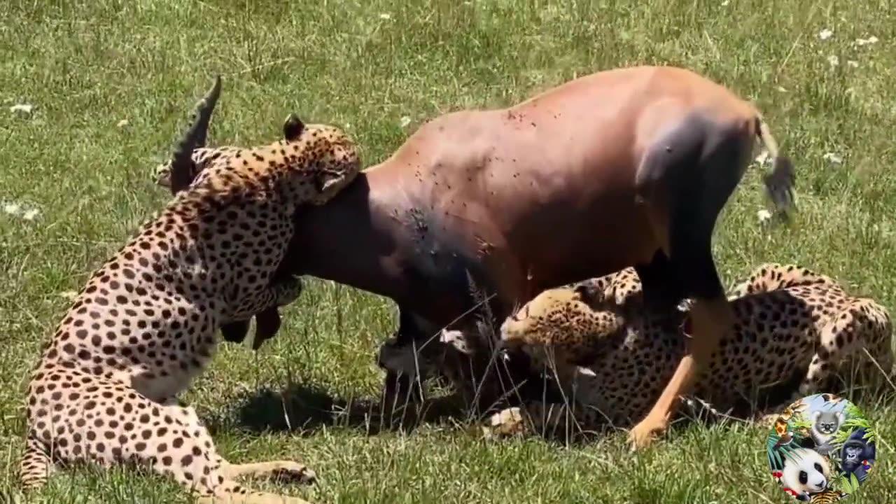 13 Scary Moments Wild Animals Attack their Prey