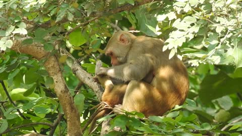 Monkey playing with his son