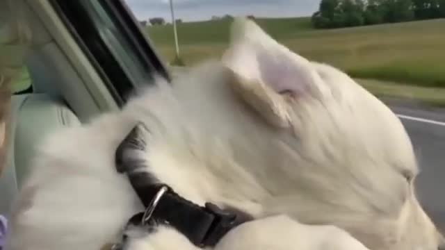 Cute Dogs enjoy beautiful journey