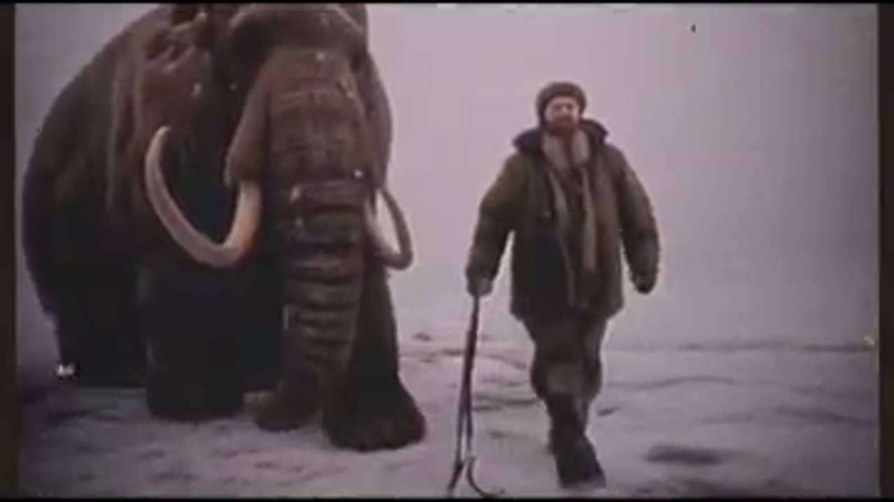 DOMESTICATED WOOLLY MAMMOTH