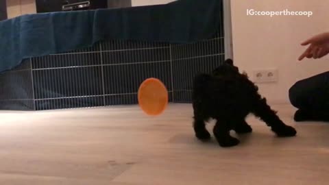 Slowmo black dog chases down orange lid