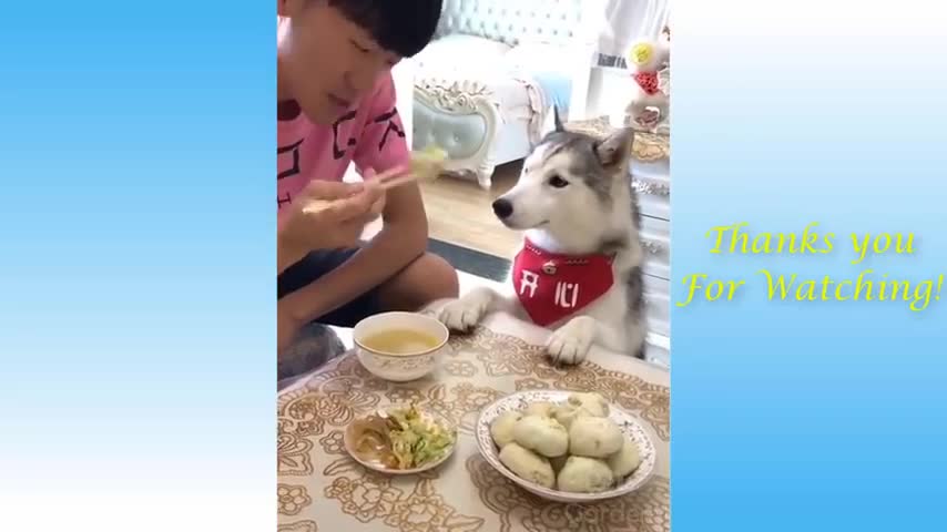 Cute Pets And Funny Animals Compilation