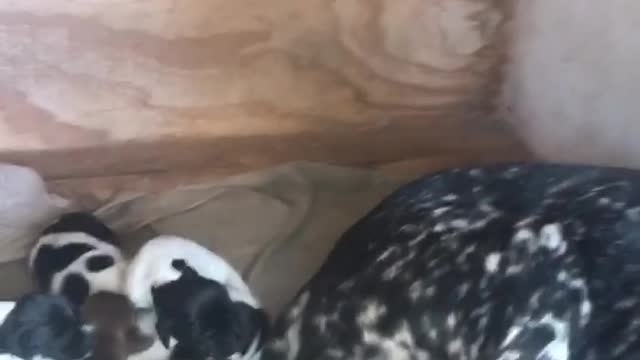 Puppies and Mama Beat The Heat