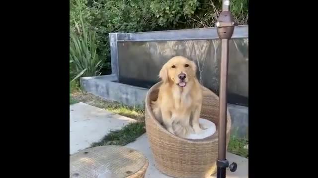 Best Animals 🔴 2 Minutes of Funny Cats and Dogs Videos 2022