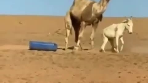 Camel vs Donkey Crazy Animal Encounter