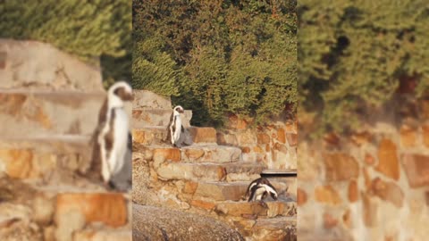 Get Off The Penguin's Stairs | Penguins video