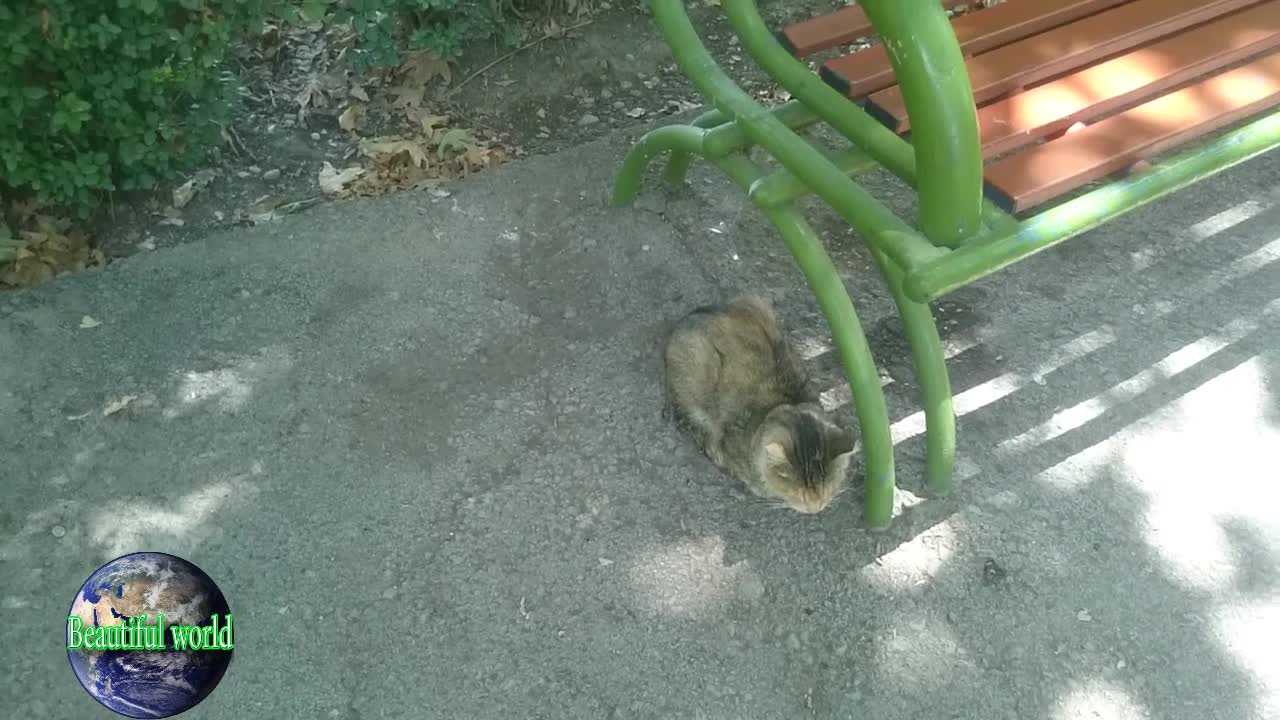 The cat is sleeping | funny cat | Playful cat | cats | most popular cat video | popular cat video