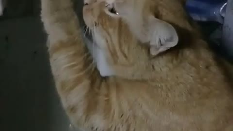 Cat drinking water from a water dispenser