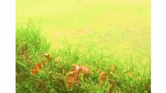 Natural rain