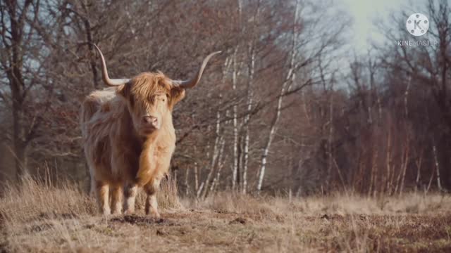 Buffalo is watching in unison.