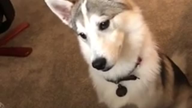 Try with your dog puppy reacts to sounds dog reacts too like in tik tok