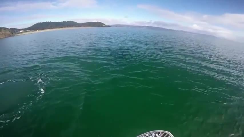 Funny Orca inspects a paddle boarder.(Cute Video)