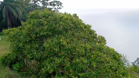 Paisaje de Tobago