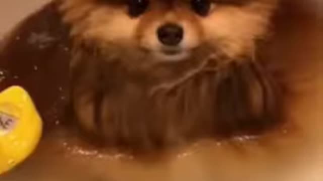 Cute Lit Dog Funny Moments While Taking!