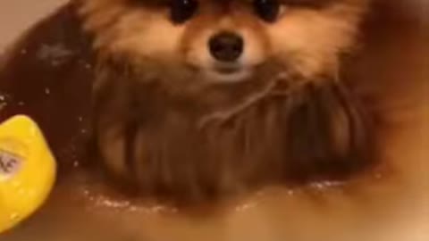 Cute Lit Dog Funny Moments While Taking!