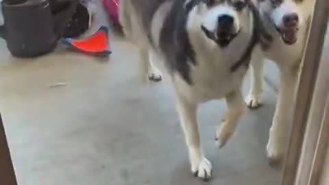 Happy guy happy dog tiktok