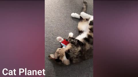 Best Funny Cats Compilation 2021