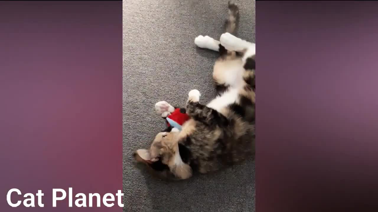 Best Funny Cats Compilation 2021