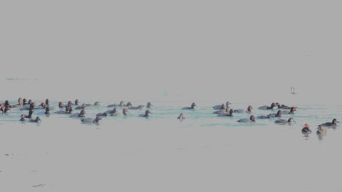 Redheaded Ducks, Over Exposed To Get A Good Look