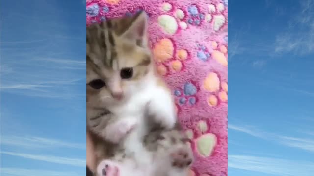 Cute Kittens Will Warm Your Heart 😍