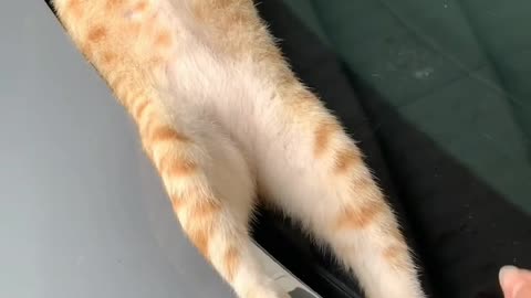 Cat sleeps in the car