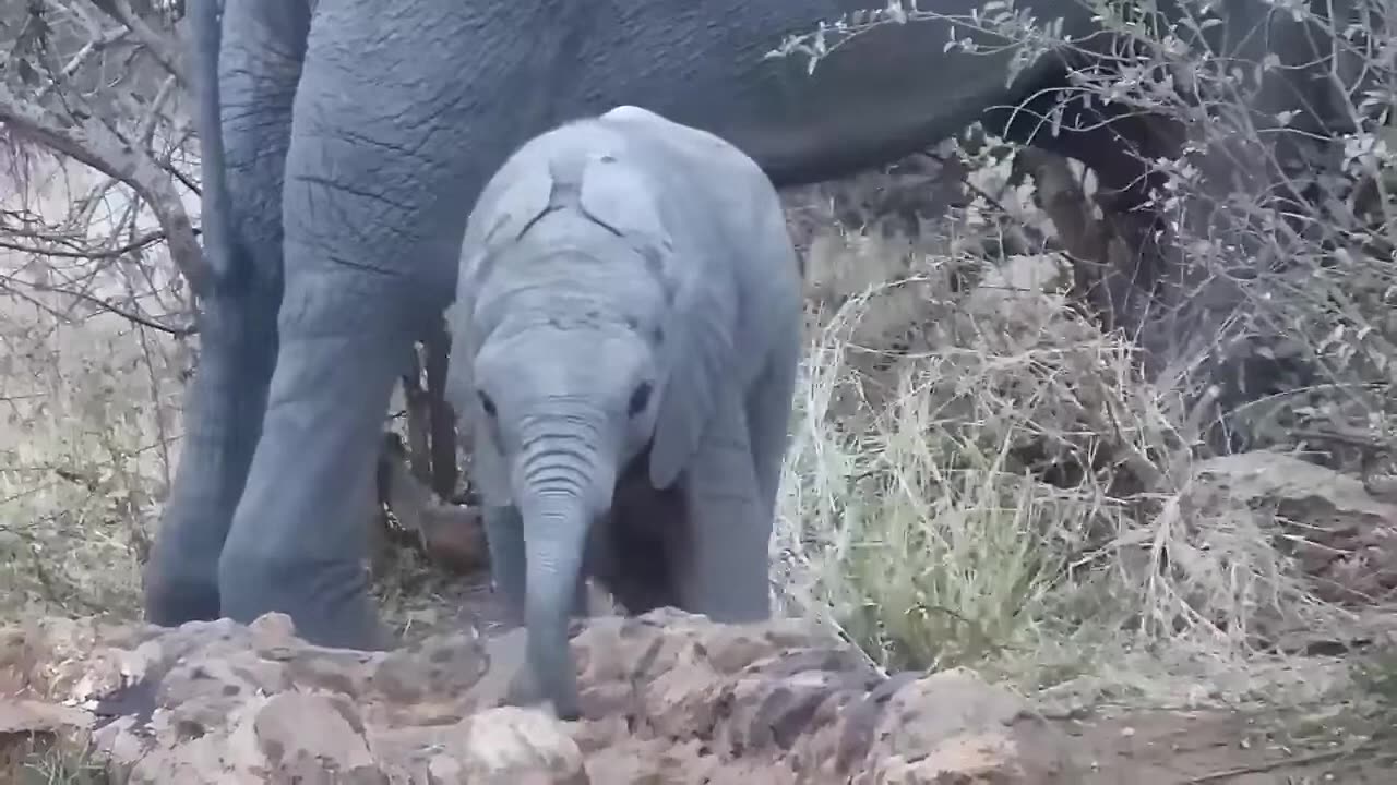 Funny Baby Elephant