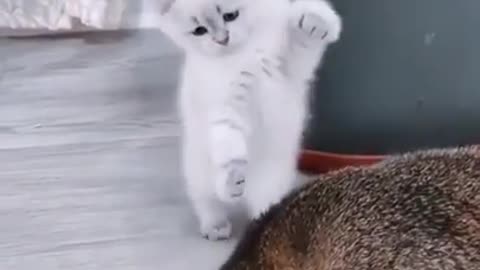 Cats are so funny meowing