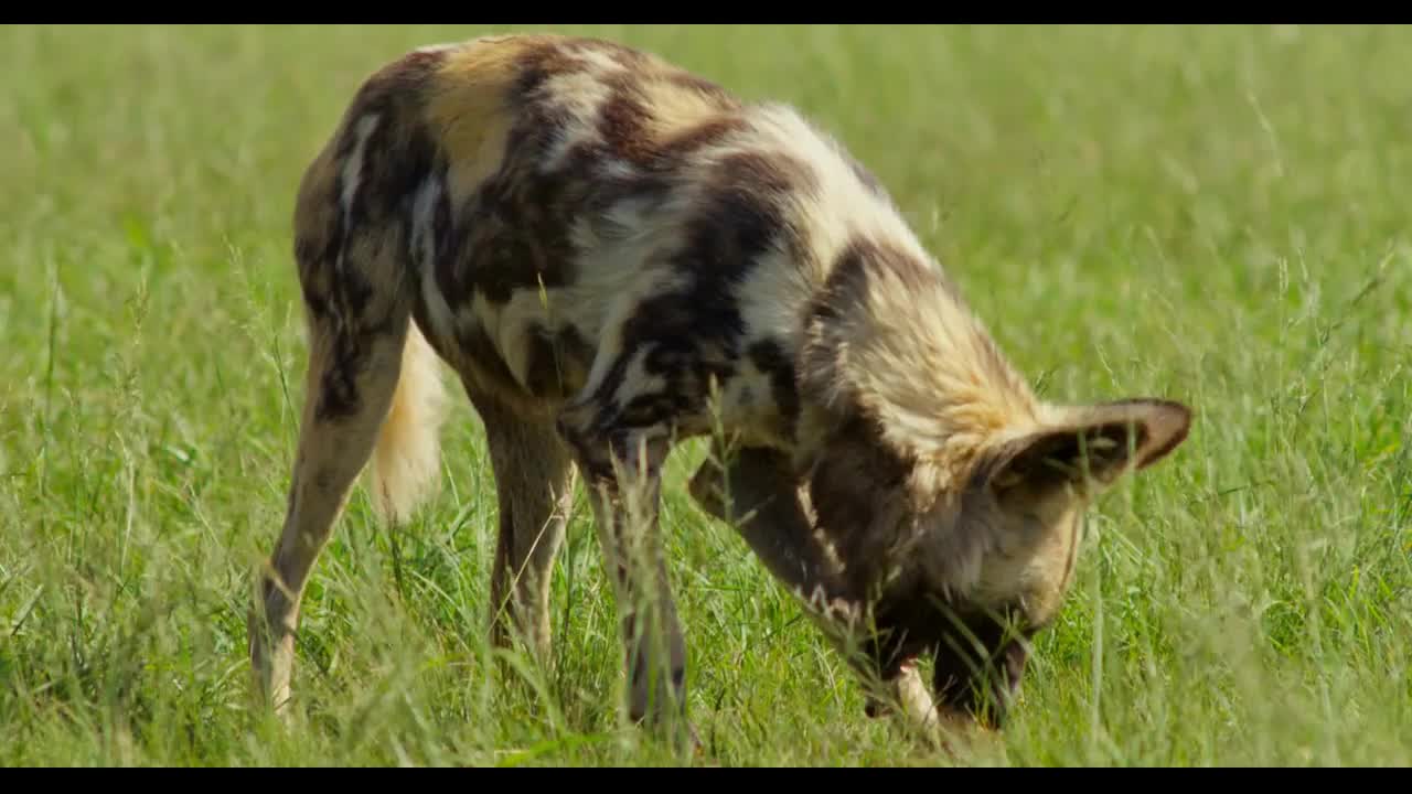 African Wild Dog Feeding on Meat