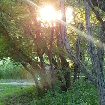 Sun through the trees