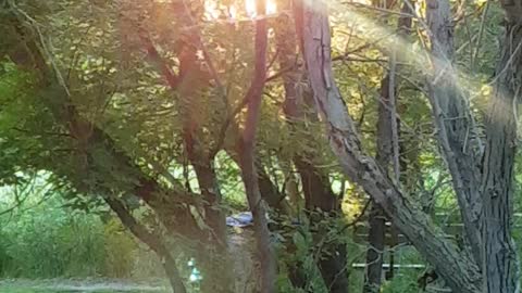 Sun through the trees