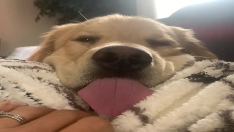 Lazy Retriever Sticks His Tongue Out