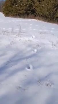 BIGFOOT TRACKS IN THE SNOW