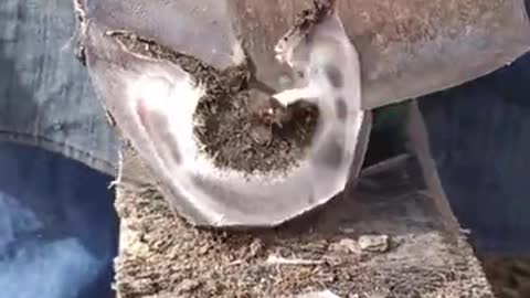 Overgrown Donkey Hoof Trim