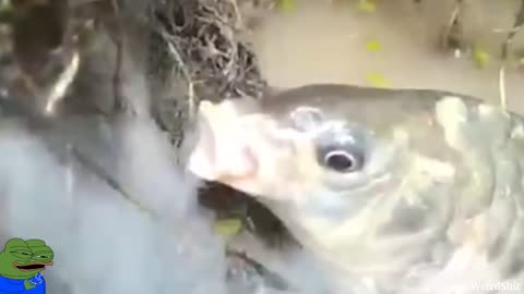 Smoking Fish