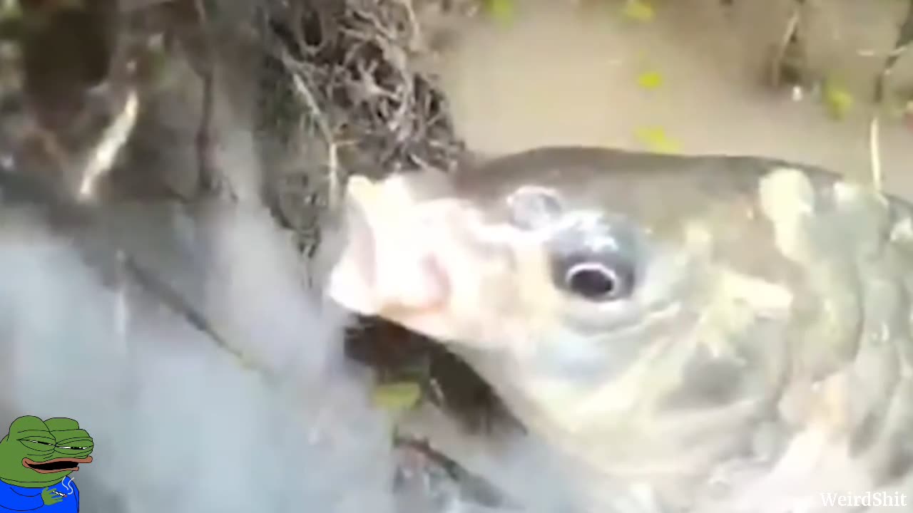 Smoking Fish