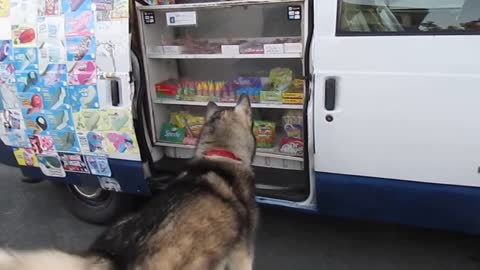 Dog says Ice Cream runs to truck