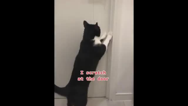 compilation of funny animal clips