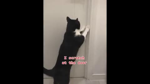 compilation of funny animal clips