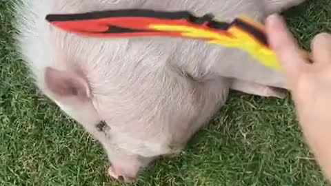 Flaminbacon#fyp#foryou#pig