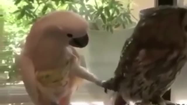 Best Funny Animal Videos of the year , funniest animals ever. relax with cute animals.AWW