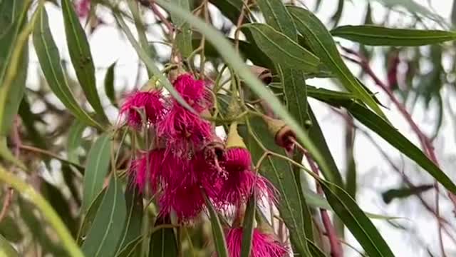 Beautiful Eucalyptus flowers near Torrens Park, South Australia.