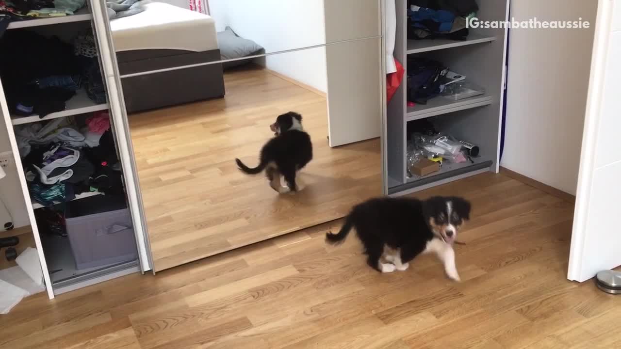 Puppy barks at the reflection of himself