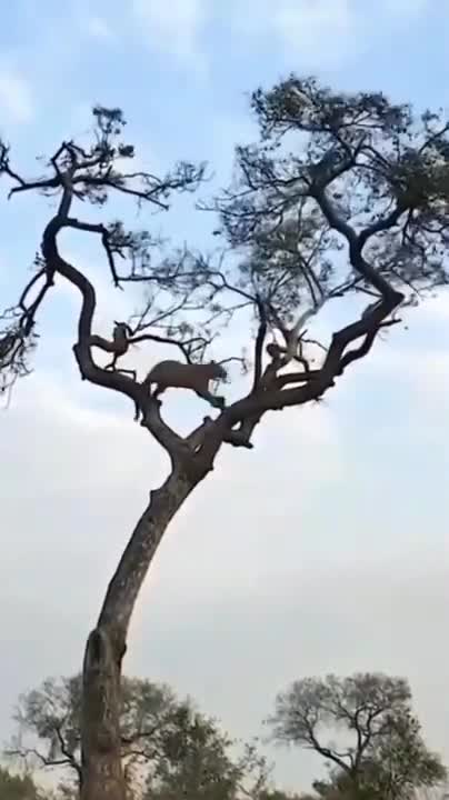 Tiger fall from tree chasing monkey - Part 2 (India - Corbett) 虎も木から落ちる 2