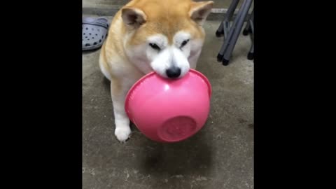 Dog Is Hungry